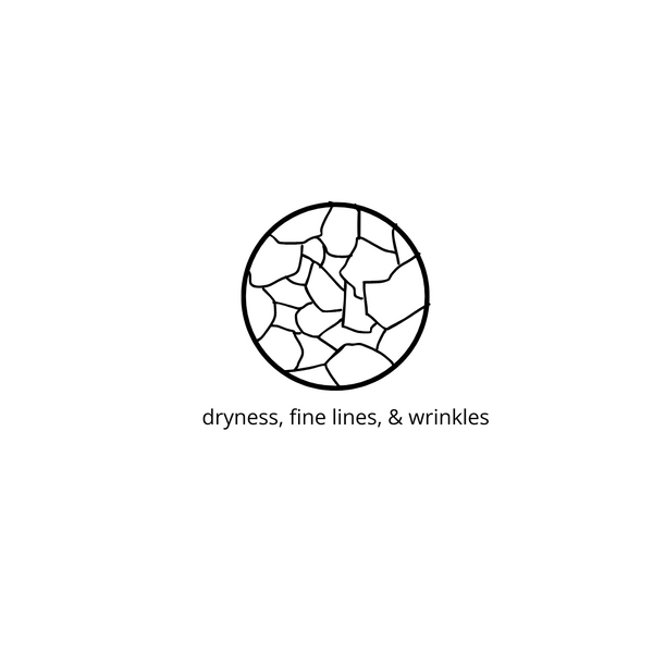 dryness, fine lines and wrinkles