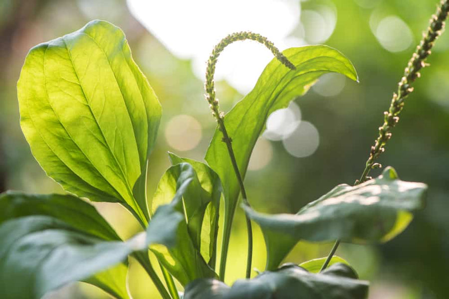 Spring into green skincare!